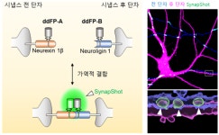 KAIST, 기억·인지 시냅스변화의 실시간 관찰기술 개발