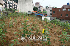 대동 판자촌 해바라기 마을로 ‘변신’