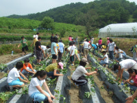 대전문창초, 1교1촌 자매결연 농촌현장체험학습실시