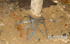 대전시 3천만그루나무 이렇게 심었나?