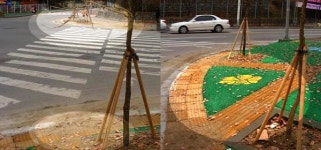 대덕구, 횡단보도 앞 가로수 보행자 위협