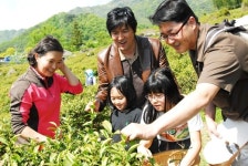 변우민과 함께 녹차잎 따기 체험