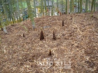 거제맹종죽순지리적표시 등록 심의통과