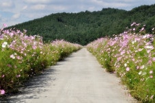 마곡사 가는길, 코스모스 장관