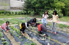 사랑합니다 꿈, 사랑, 열정 넘치는 행복 자양초