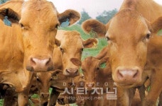 충남도 고급육 한우, 송아지 단계부터 가린다