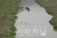 천안 동부바이오산단 예정지 인근 원앙 서식