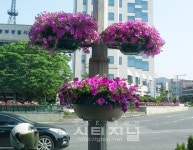 꽃으로 원도심 향기롭게