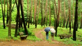 자연휴양림, 산림욕장 등 조성·취소 요건 완화된다