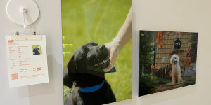 대전 관광공사 2024 케이 펫 케어 참가