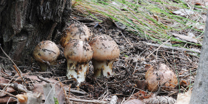 무더위로 생육량 저조 송이 버섯 이달 말 본격 생산 예상