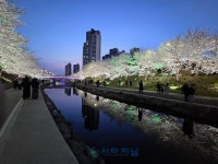 천안 벚꽃 명소 원성천의 아름다운 밤