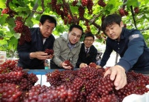 대전 동구, 2025년 산내포도 델라웨어 첫 수확