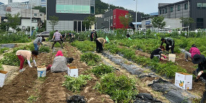 복용 도시 농장 재배 감자 수확 어려운 이웃에 전달