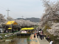 천안문화재단, 원성천 벚꽃길 문화가 흐르는 산책로 마무리