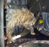 인천서부소방서 검암119안전센터, 승용차 바퀴에서 고양이 구조
