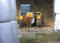 영광소방서, 탈출한 송아지 구조 후 주인 인계