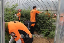 영광소방서, 소방공무원 농촌일손 돕기에 구슬땀 흘려