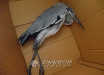 통영소방서, 축구장 옆 탈진한 왜가리 구조