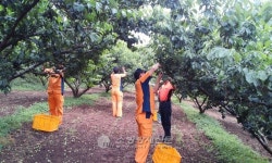 하동소방서, 매실수확 농촌일손 돕기 나서