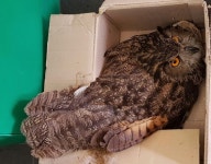 마산소방서, 천연기념물 수리부엉이 구조