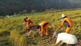 의령소방서, 부족한 농촌 일손 돕기 동참