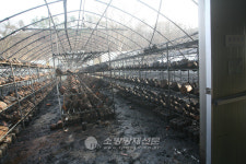 여주 금사면 버섯농장 불… 비닐하우스 5개동 타