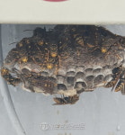 용산소방서, 말벌 출동 안전조치 완료