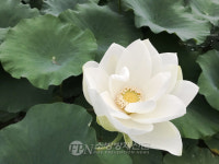 [한정찬의 세이프웰빙라이프문학 23] 팔월 1