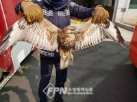 영광소방서, 멸종위기 2급 말똥가리 구조