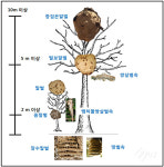 무시무시한 녀석들이 오고 있다!  ‘말벌’