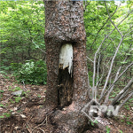 아보리스트를 위한 실전 리깅 기술과 과학-Ⅰ