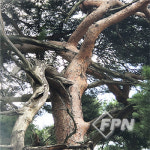 아보리스트를 위한 실전 리깅 기술과 과학-Ⅰ