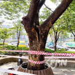 아보리스트를 위한 실전 리깅 기술과 과학-Ⅰ