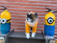 진천소방서, ‘반려동물 응급처치는 이렇게’ 홍보