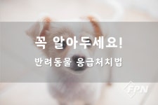 양구소방서, 반려동물도 응급처치가 필요해요