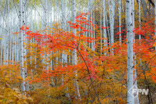 [추천 여행지] 기차에 올라 떠나는 늦가을 힐링 숲 여행