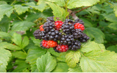 곡성 ‘토종복분자’ 소비자에게 큰 호응