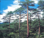 경북도,  ´금강송´ 보호대책 강화