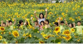 ‘그리움으로 만남’…안산 해바라기 축제 30일 개막