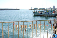 속초시 장사항 자연산 활어회센타 준공식