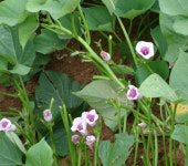 길조화 ‘고구마꽃’ 철원에 등장···행운 예감