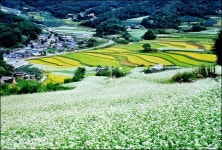 메밀꽃 옆을 지나는 농부와 소