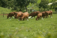 함평천지 한우, 전국 최고등급 한우 등극