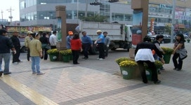 시흥 정왕본동 ´국화꽃 향기 넘치는 정왕역 만들기´ 추진