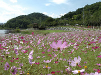 선암댐 수변공원 호수문화축제 ‘풍성’