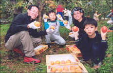 주홍빛 반시의 물결...‘청도반시축제’