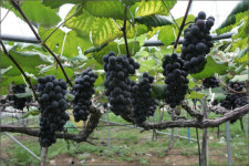 상주 모동포도 미국 수출길 올라