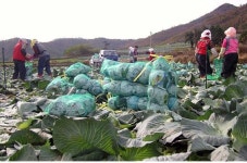 진도산 배추, 수출 길 텄다