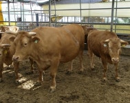 슈퍼급 사랑 남기고 떠난  ‘이천슈퍼한우’